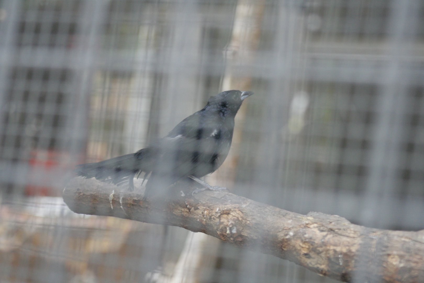 white-lined tanager m