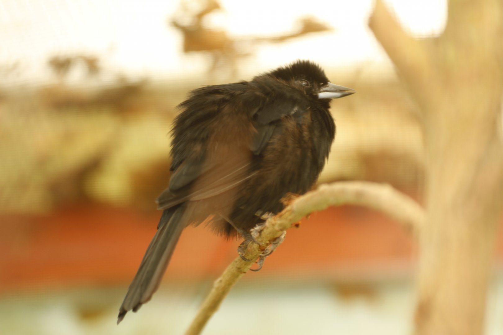 White-lined tanager (Tachyphonus rufus)