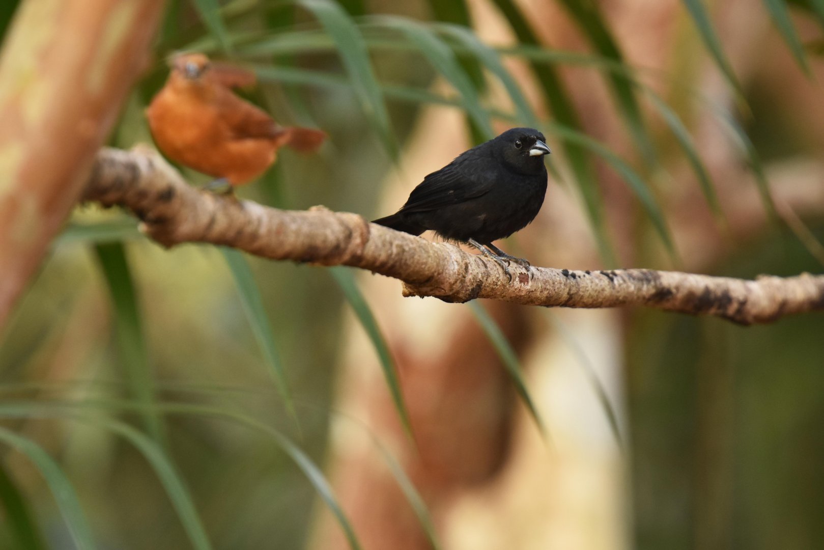 White-lined Tanager (Tachyphonus rufus)