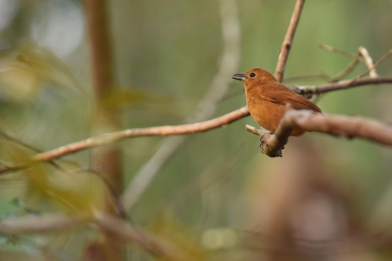 White-lined Tanager (Tachyphonus rufus)
