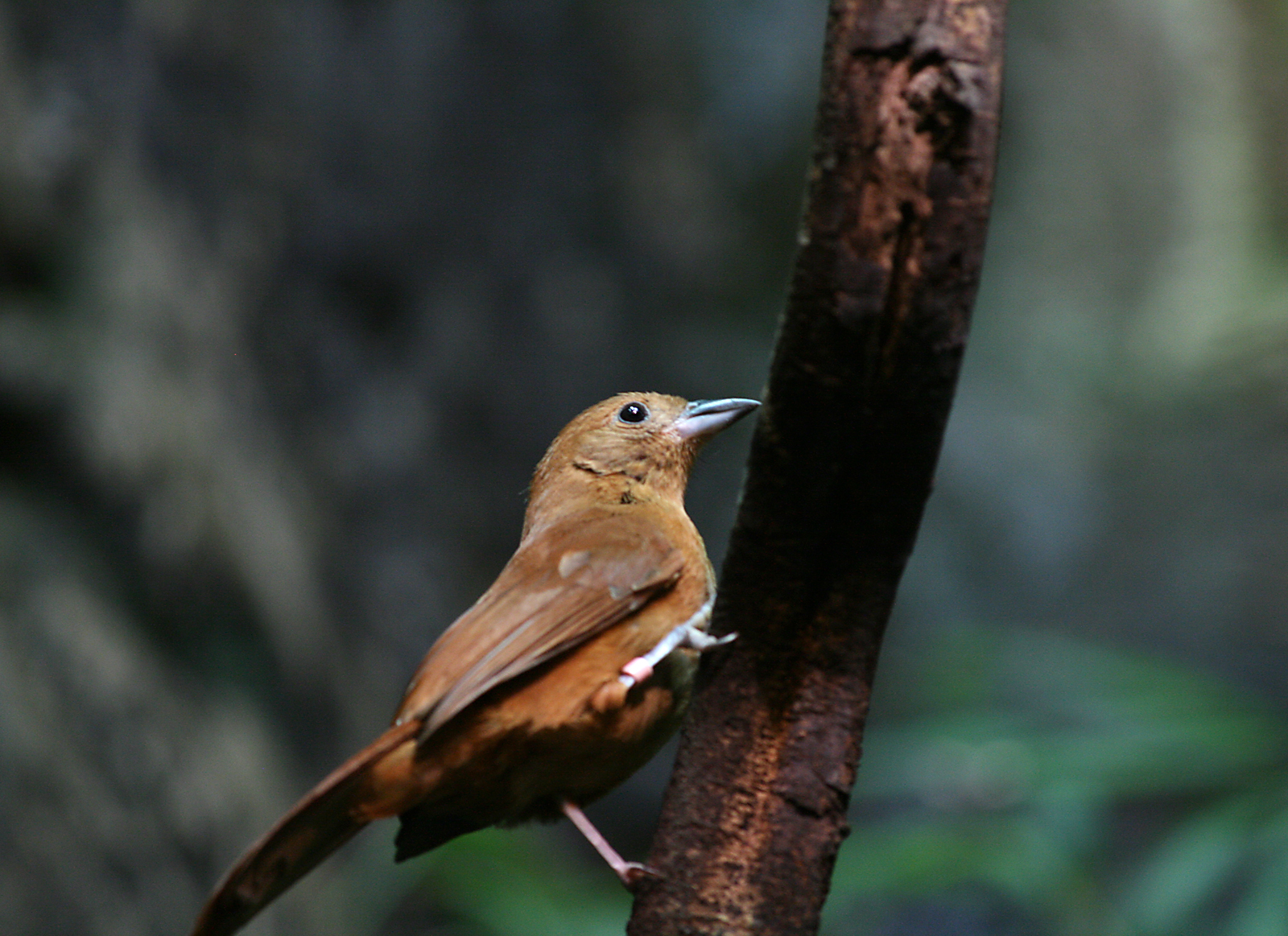 White-lined tanager (Tachyphonus rufus)