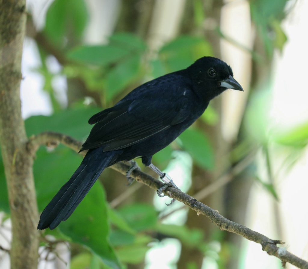 White-lined Tanager