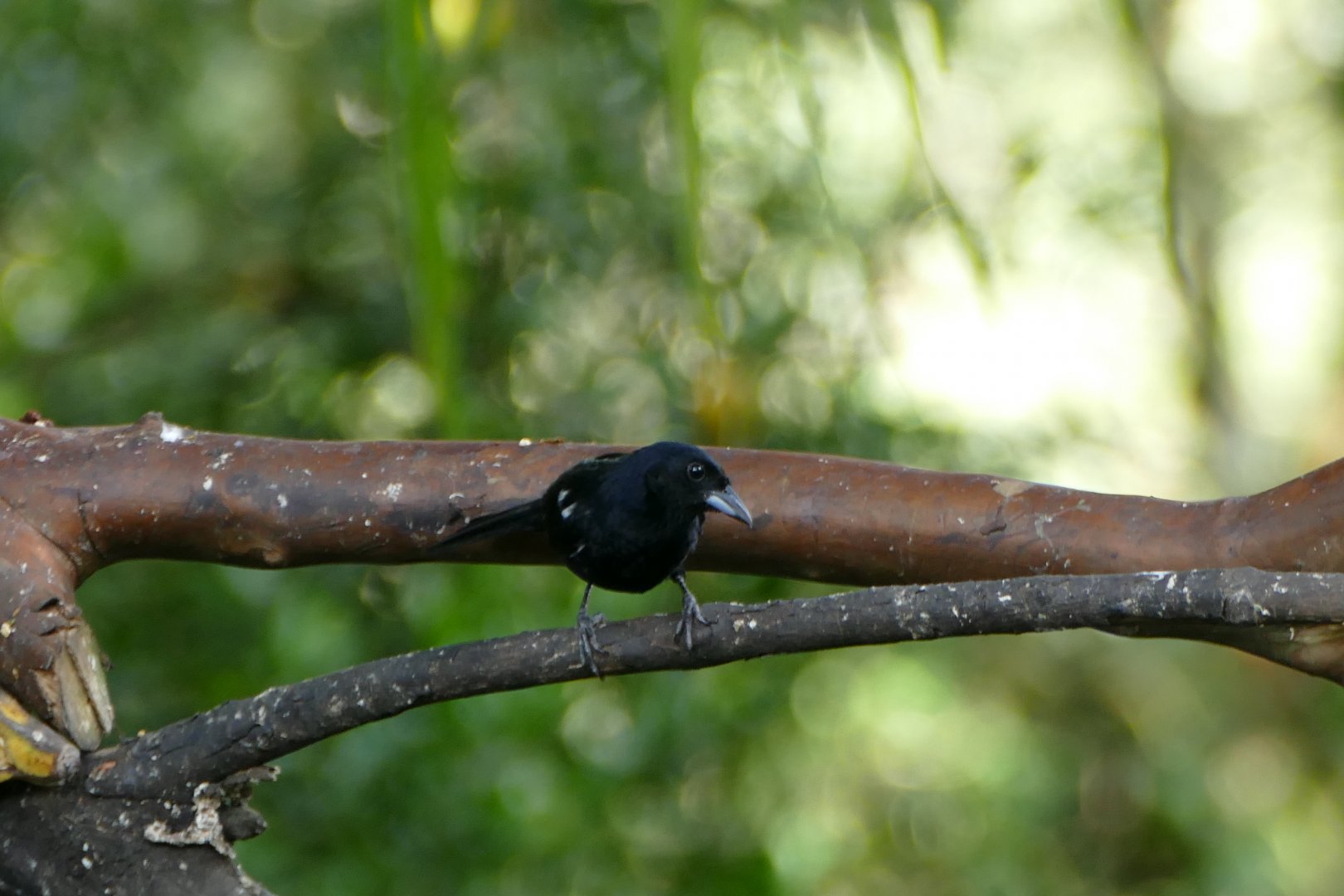 White-lined Tanager