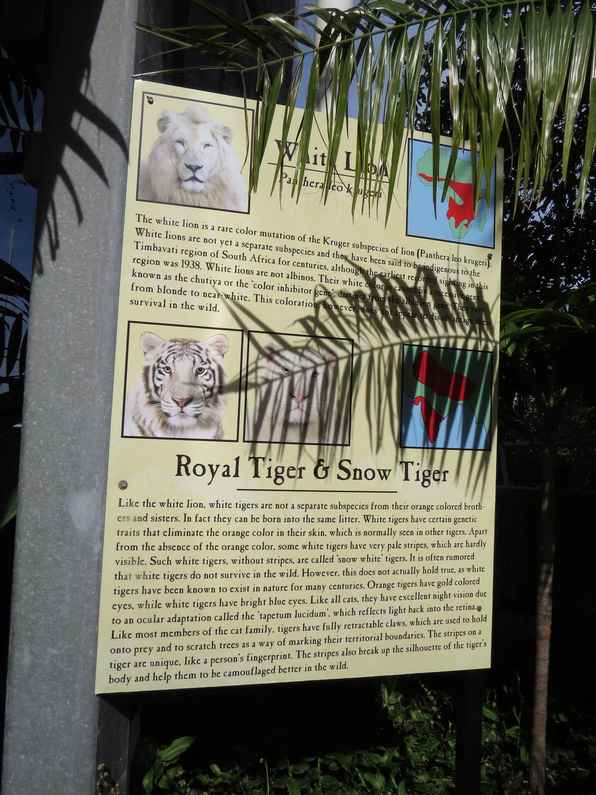 White lion and tiger signs, March 2015