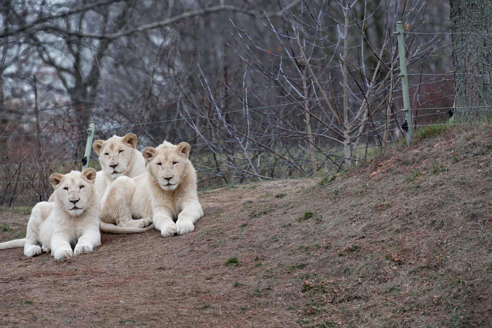 White Lion boys
