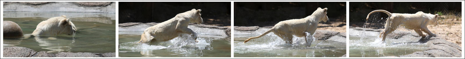 white lion charging out of water