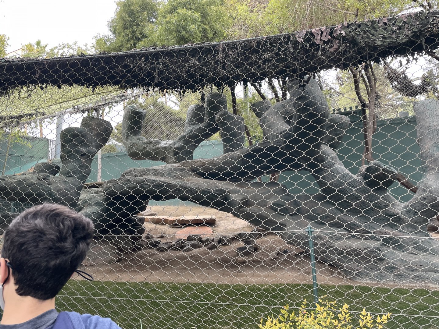 White Lion Climbing Tree (?)