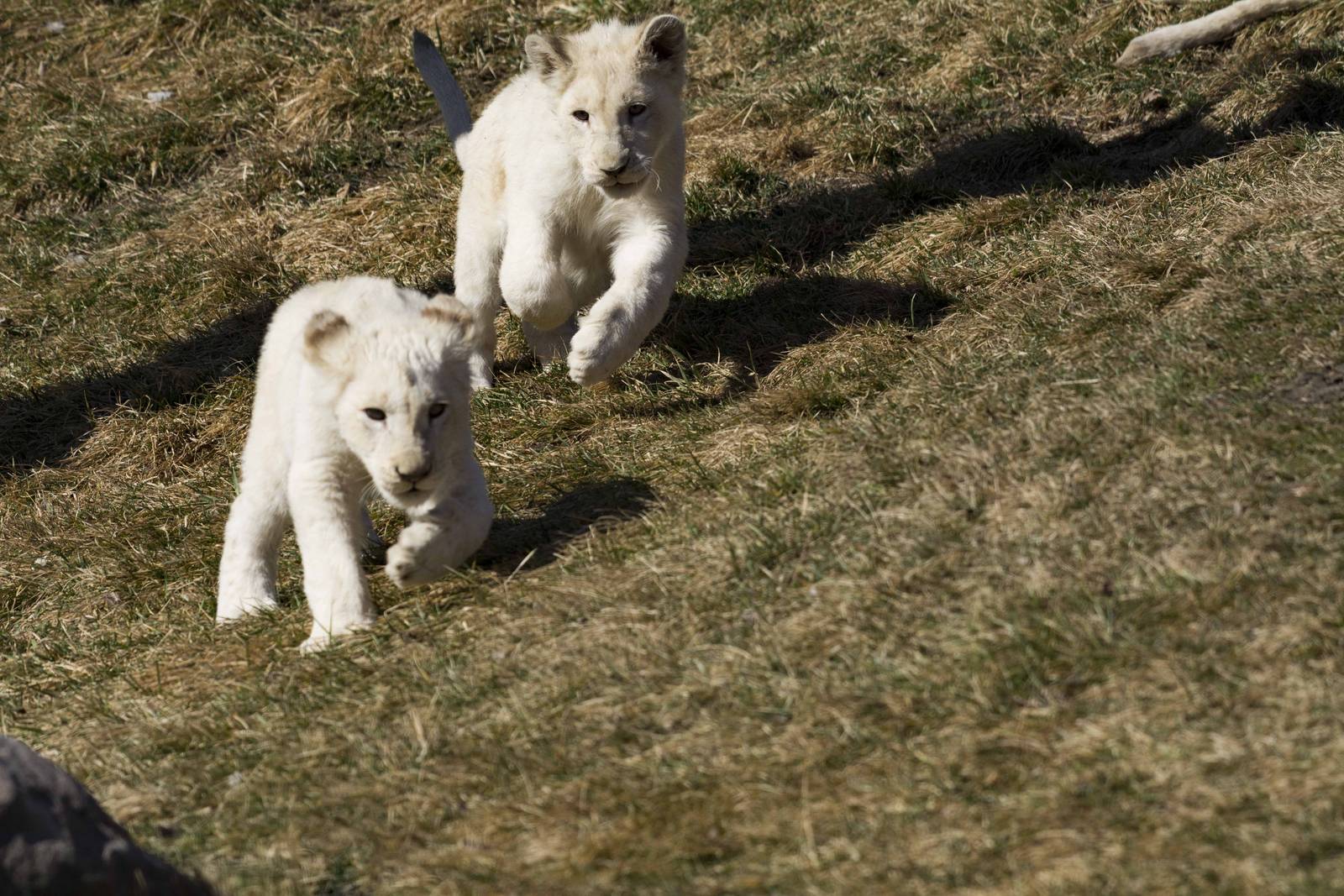 White Lion cub chase
