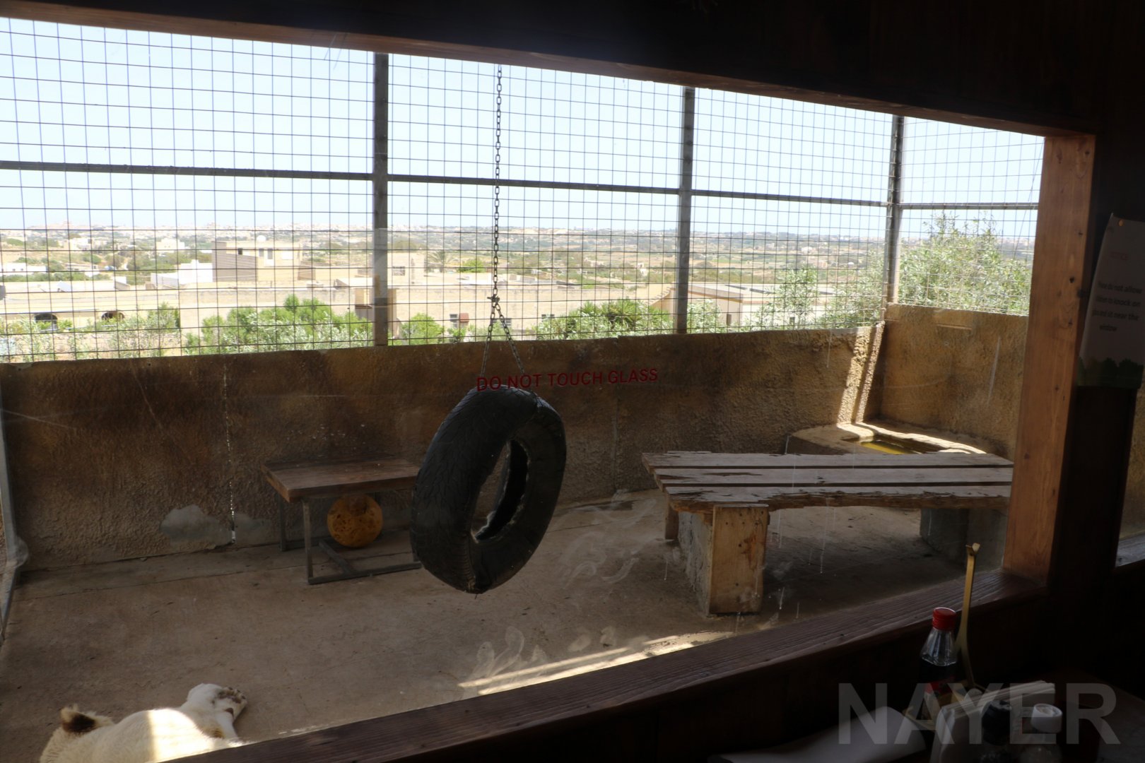 White lion cub enclosure - Wildlife Park Malta, June 2019