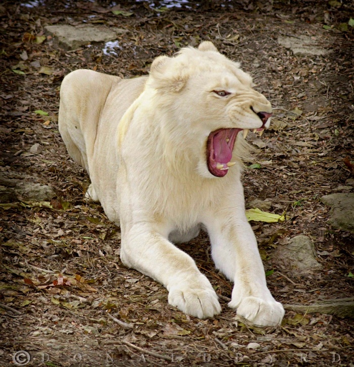 White Lion Cub