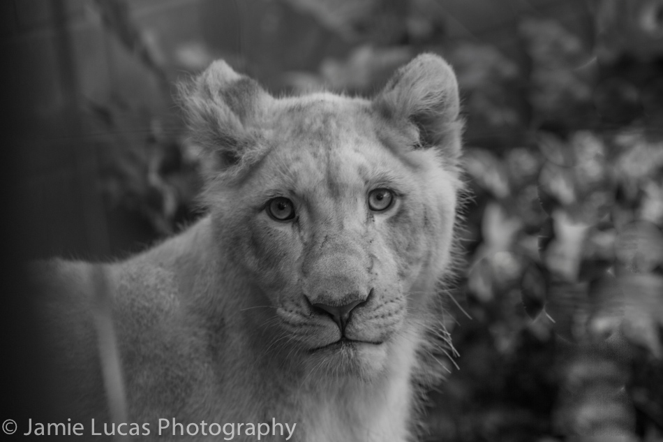 White Lion Cub