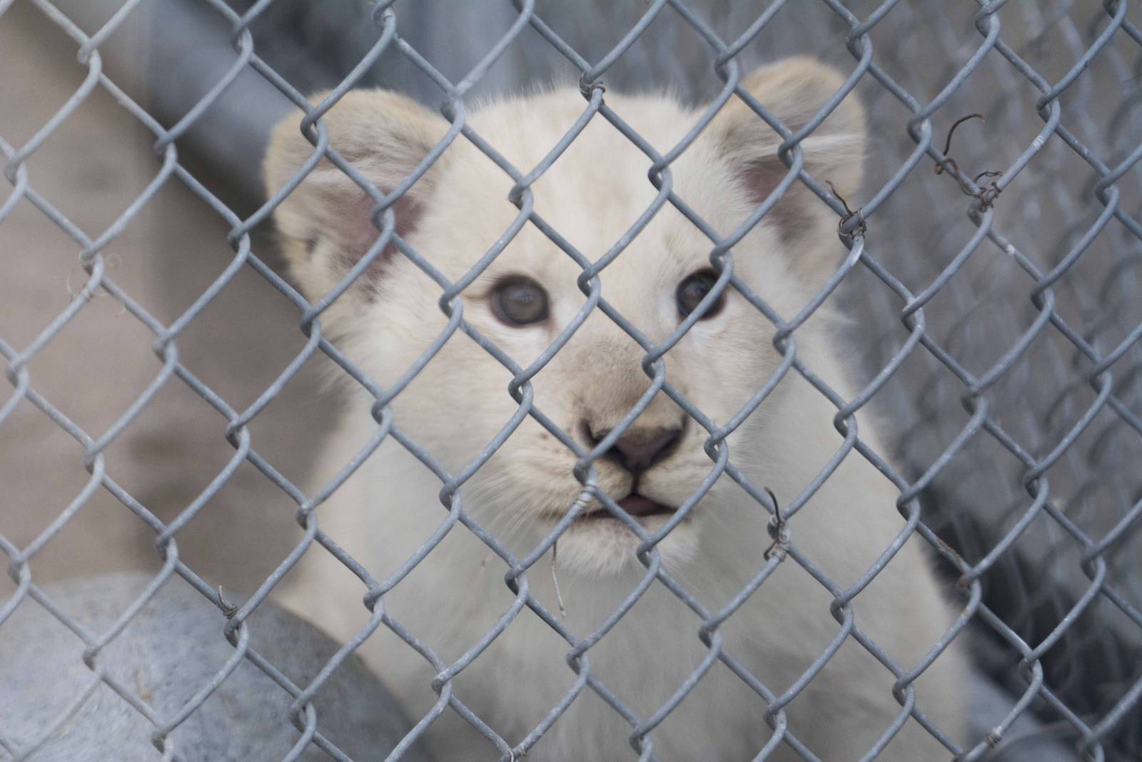 White Lion cub