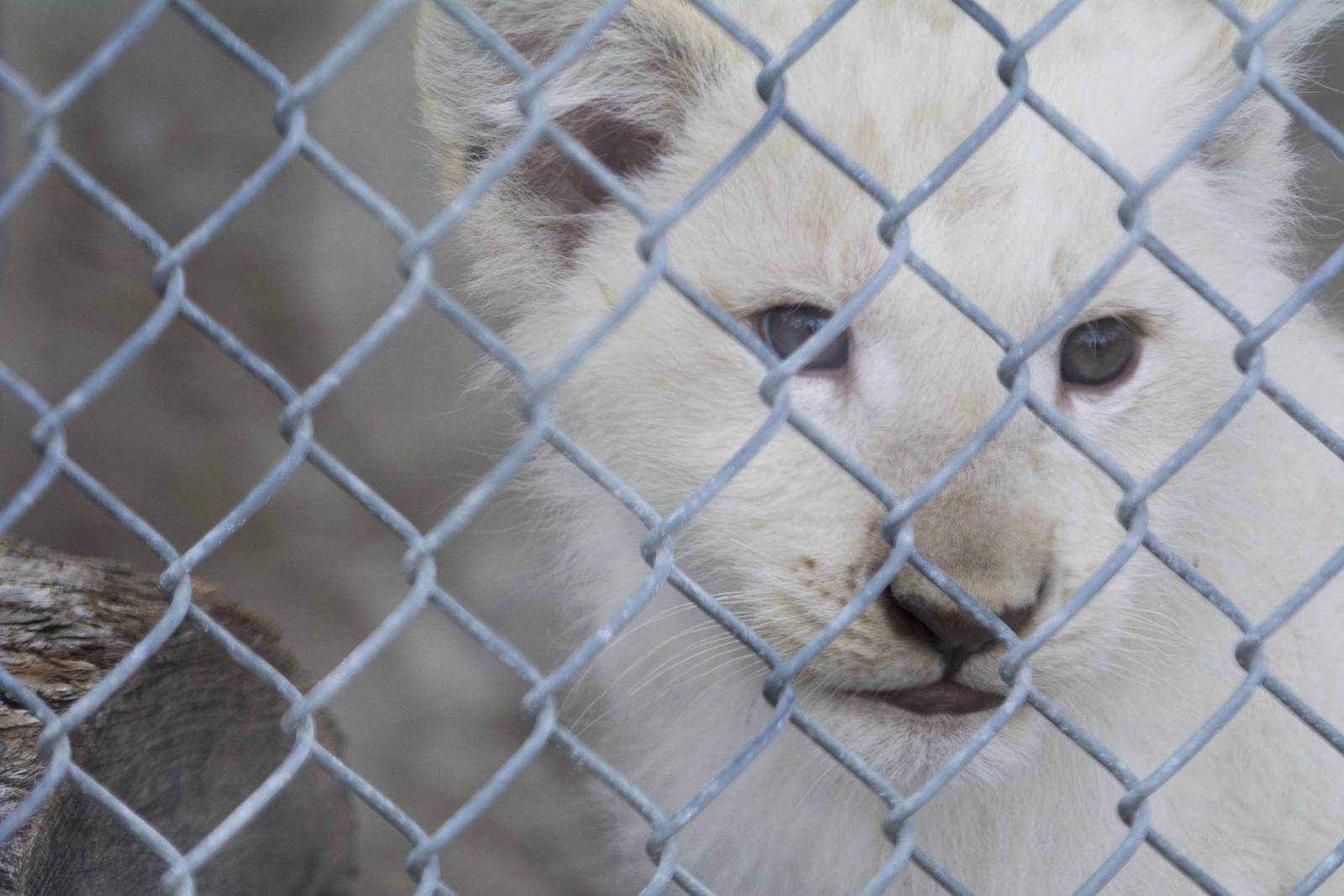 White Lion cub