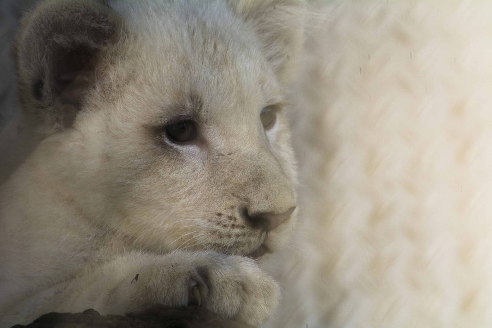White Lion cub