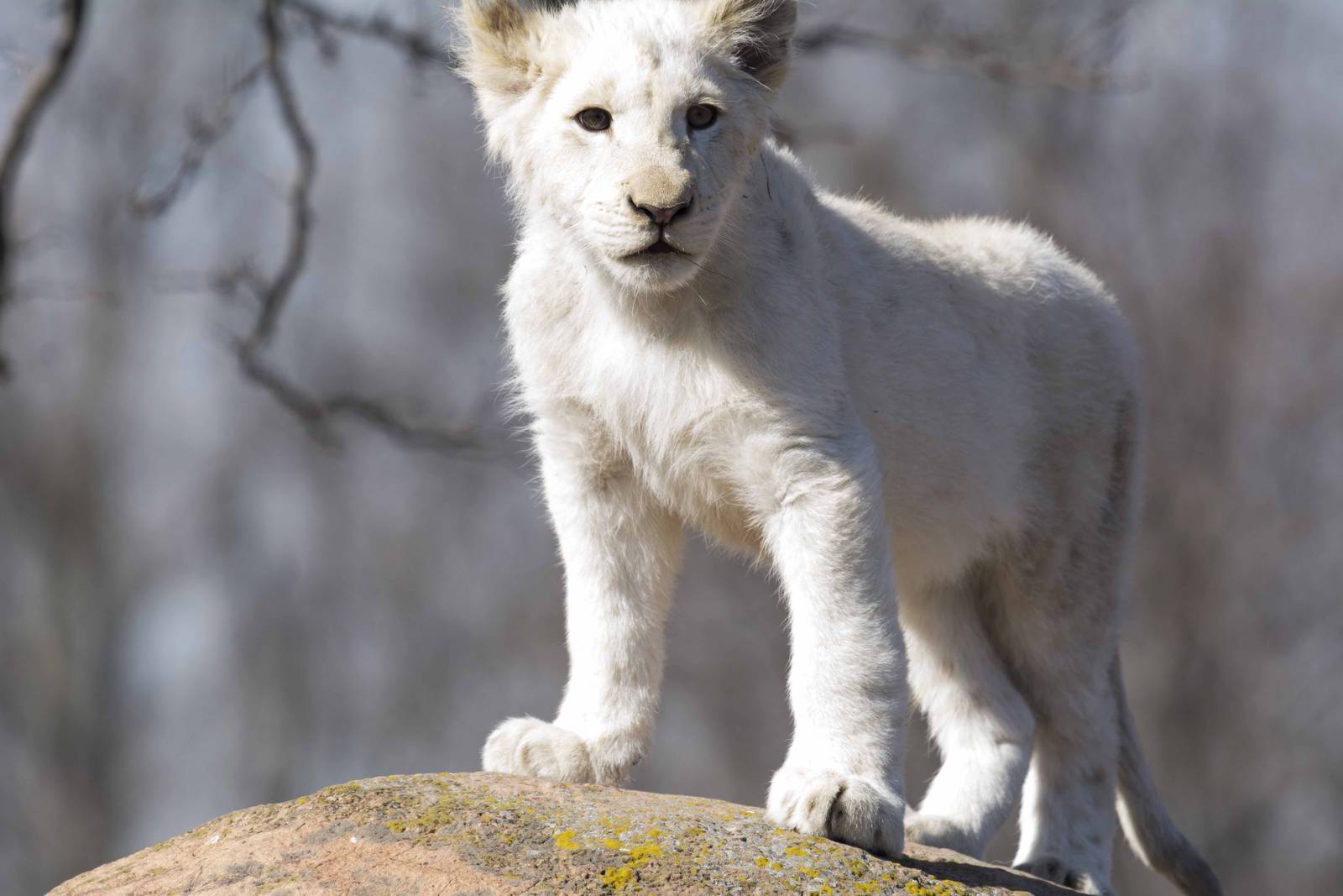 White Lion cub