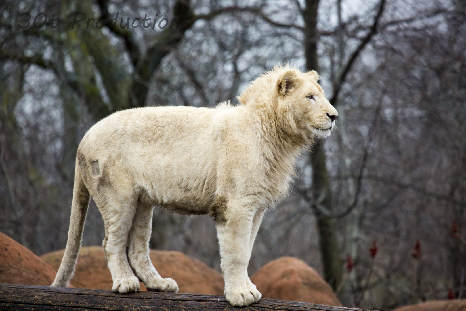 White Lion Cub