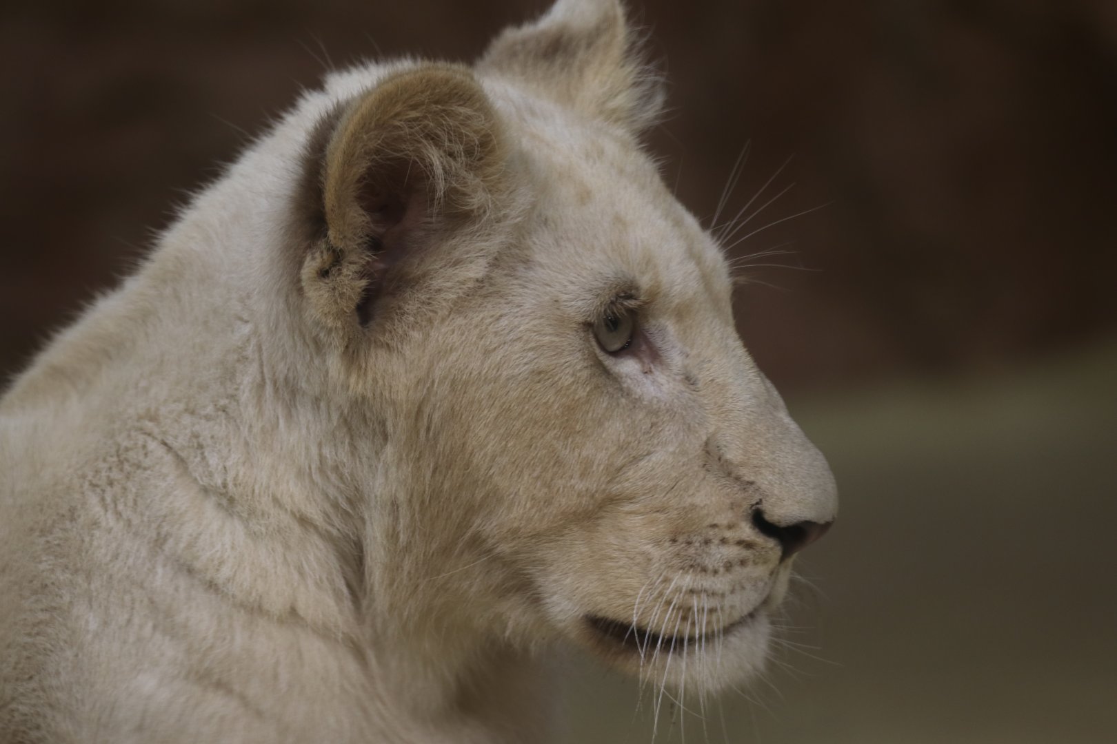 White Lion cub