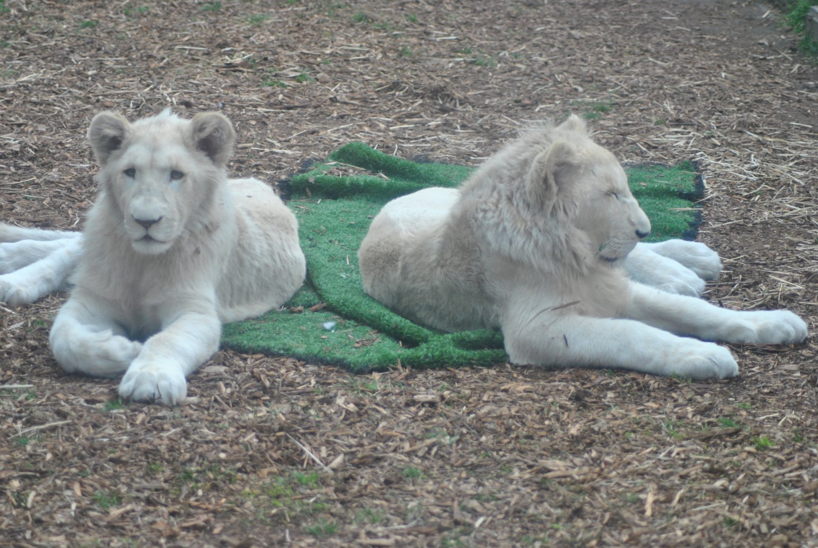 White Lion Cubs, 2014
