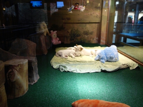 White Lion cubs in the Lost Valley attraction