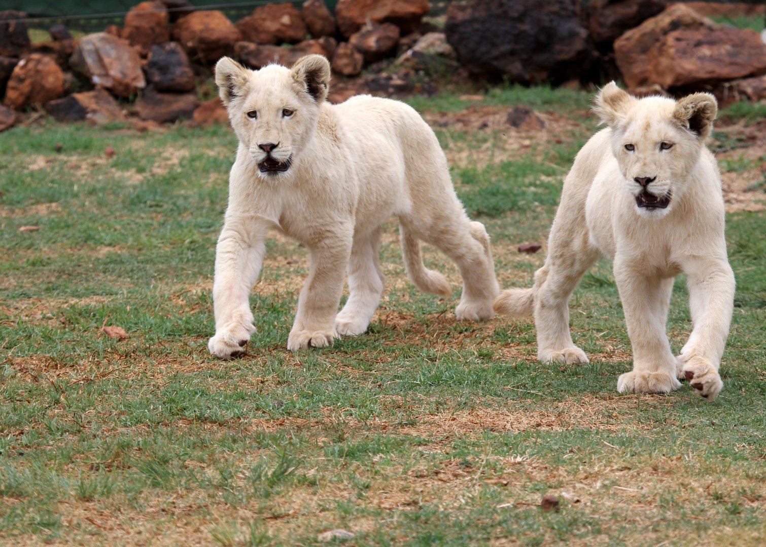 white lion cubs (Panthera leo melanochaita)