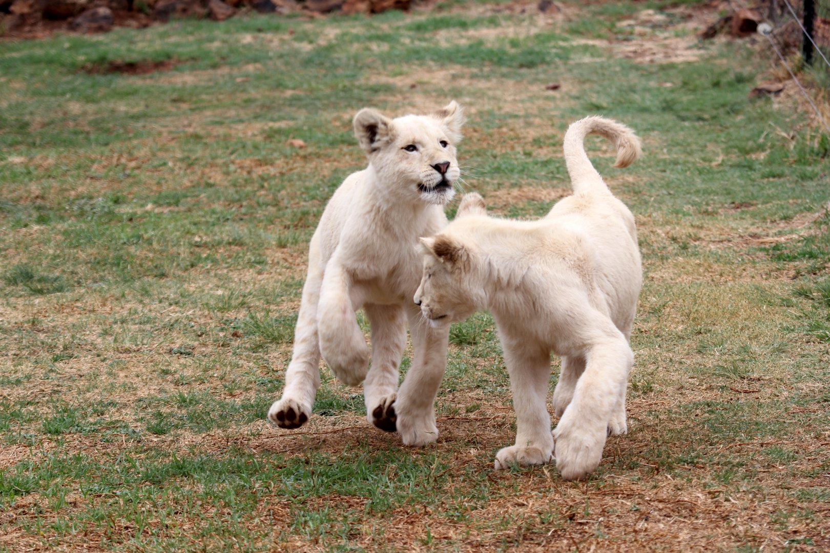 white lion cubs (Panthera leo melanochaita)