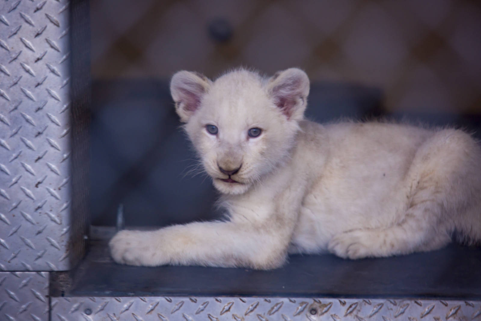 White Lion Cubs (Pic 1 of 4)
