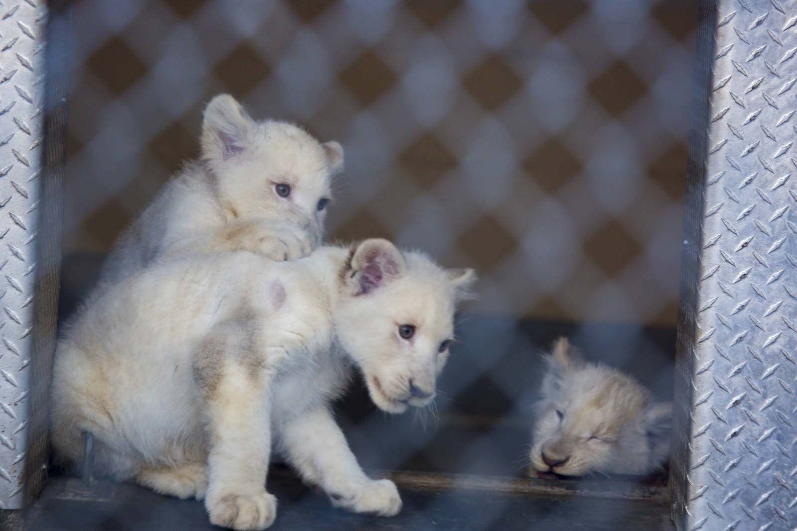 White Lion Cubs (Pic 2 of 4)