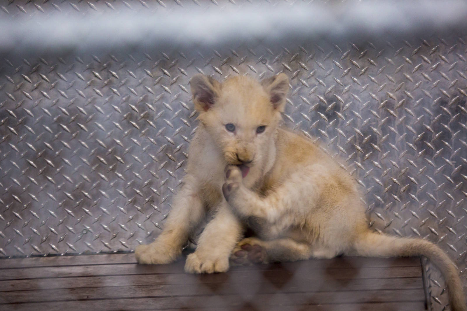 White Lion Cubs (Pic 3 of 4)