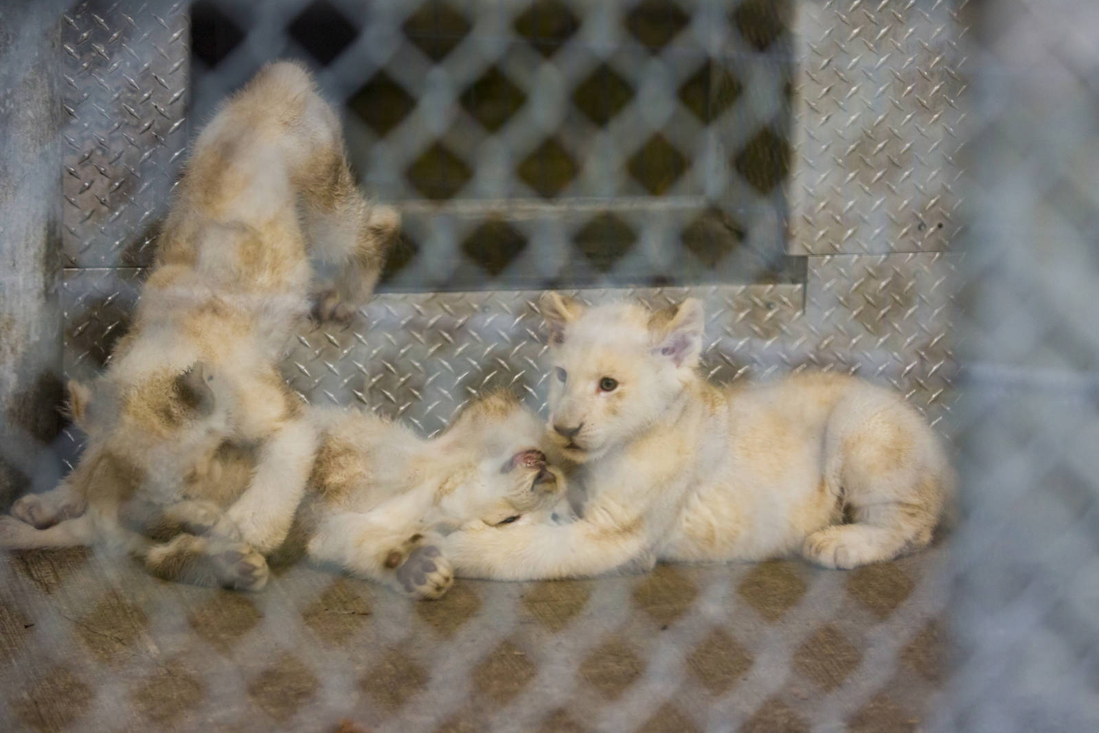 White Lion Cubs (Pic 4 of 4)