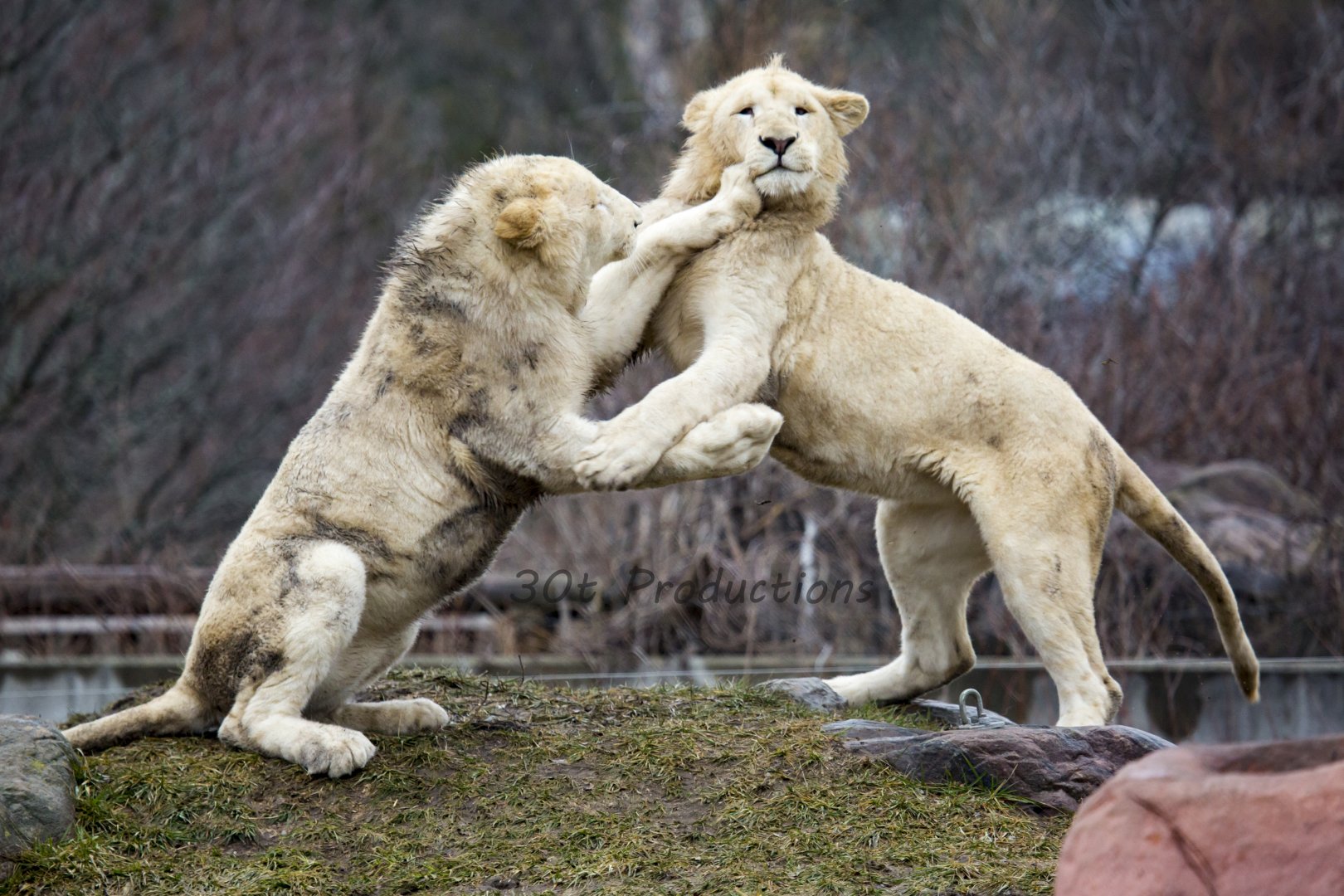 White Lion Cubs Playful