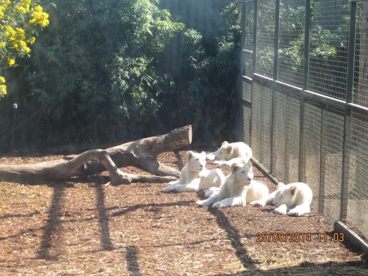 White Lion Cubs