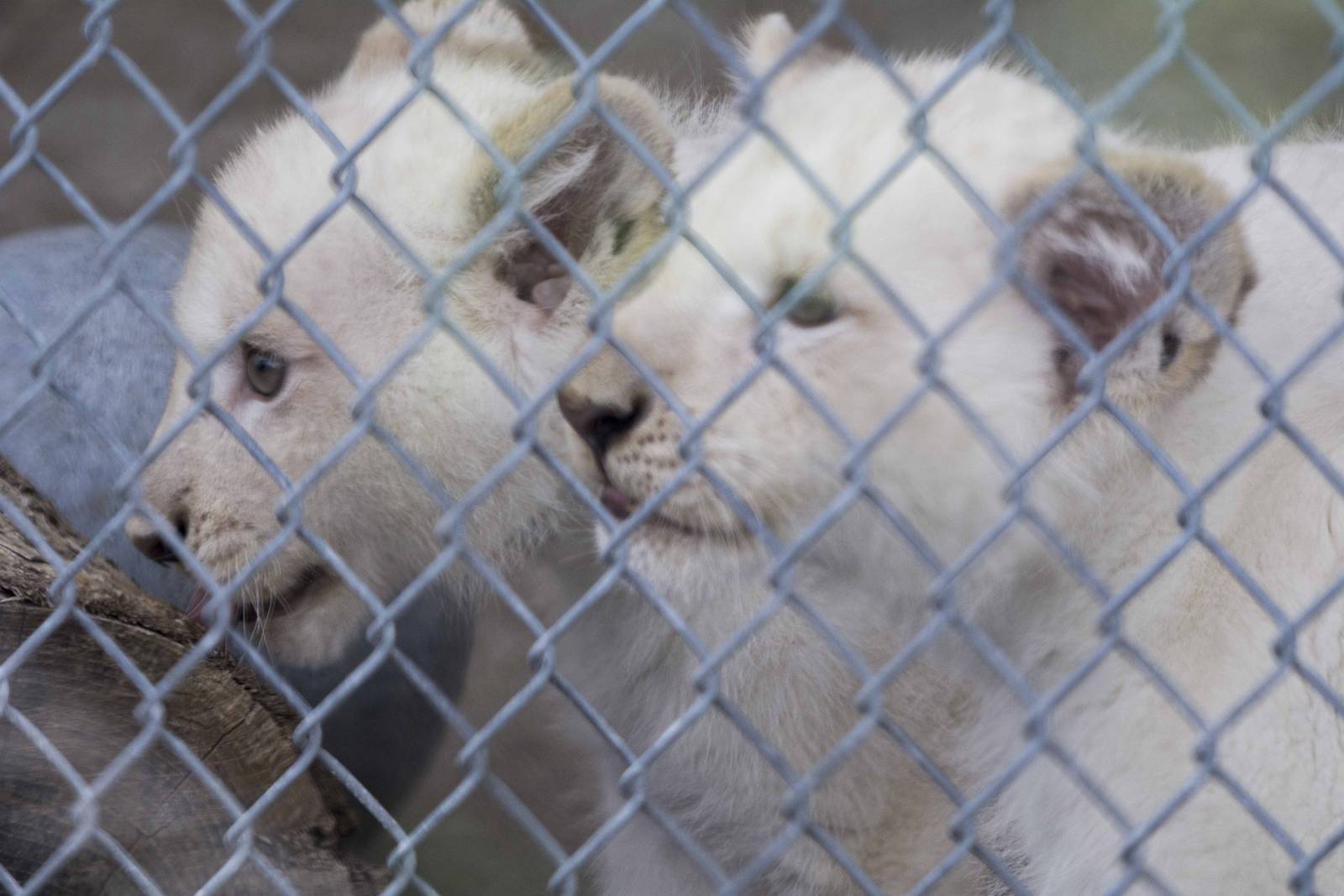 White Lion cubs