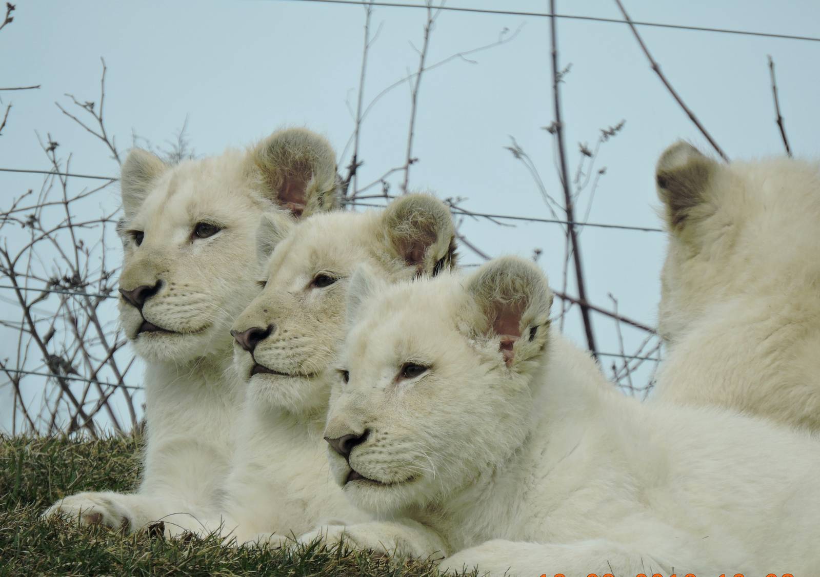 White Lion cubs