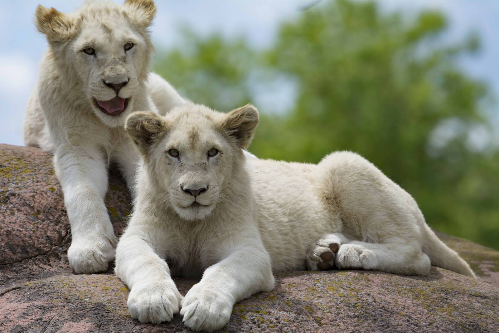 White Lion cubs