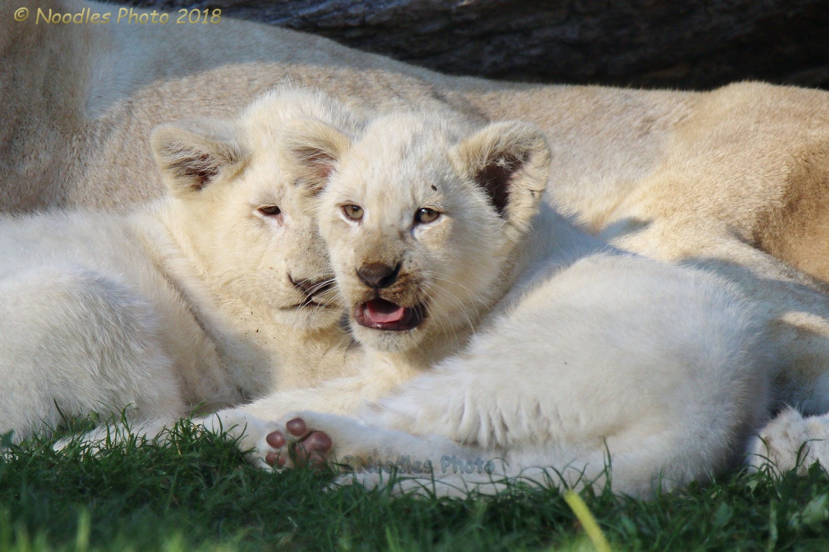 White Lion Cubs