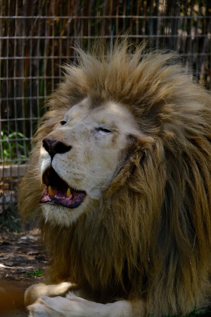 White Lion - Darling Downs Zoo