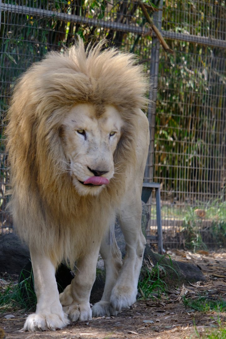 White Lion - Darling Downs Zoo