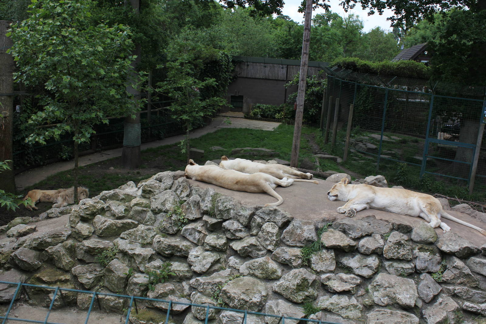 White Lion enclosure 1-6-14