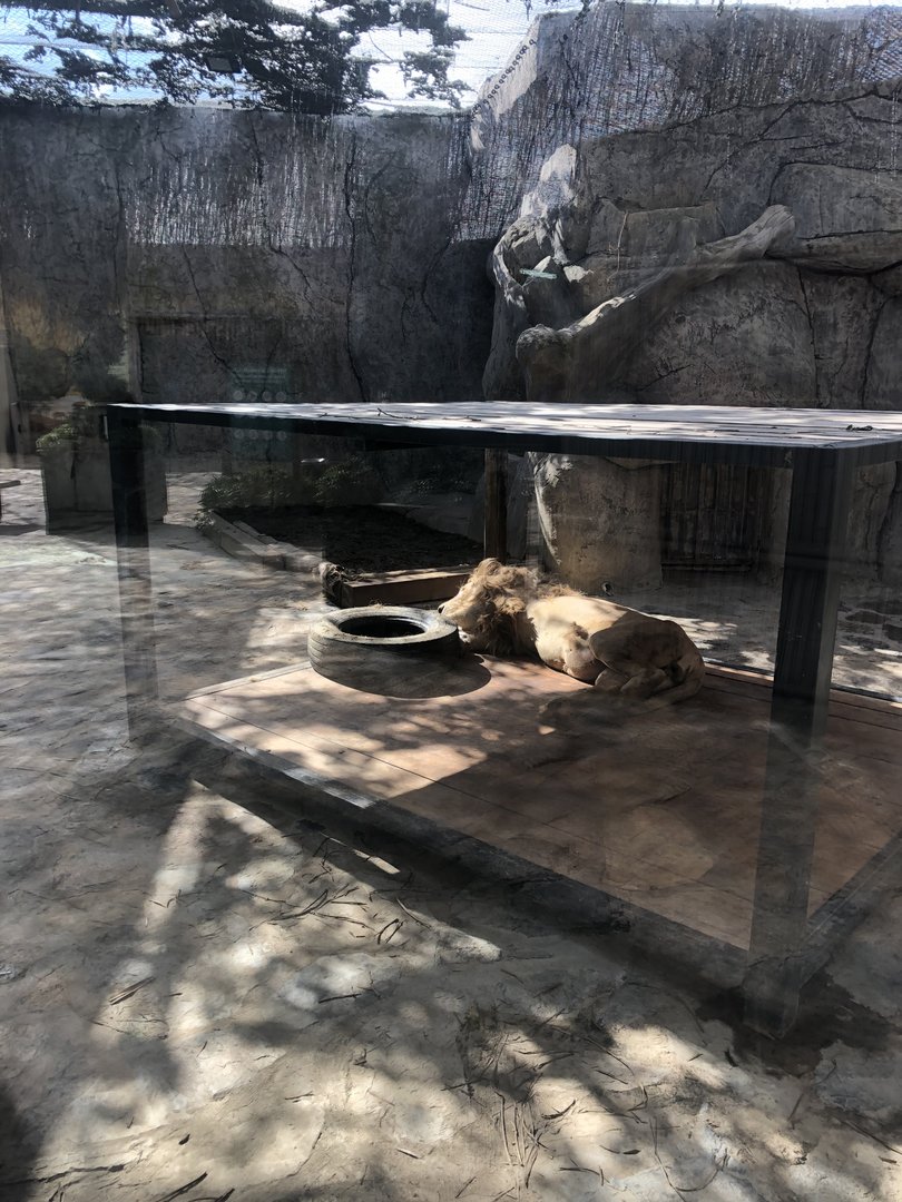 White Lion Enclosure Aslan Park