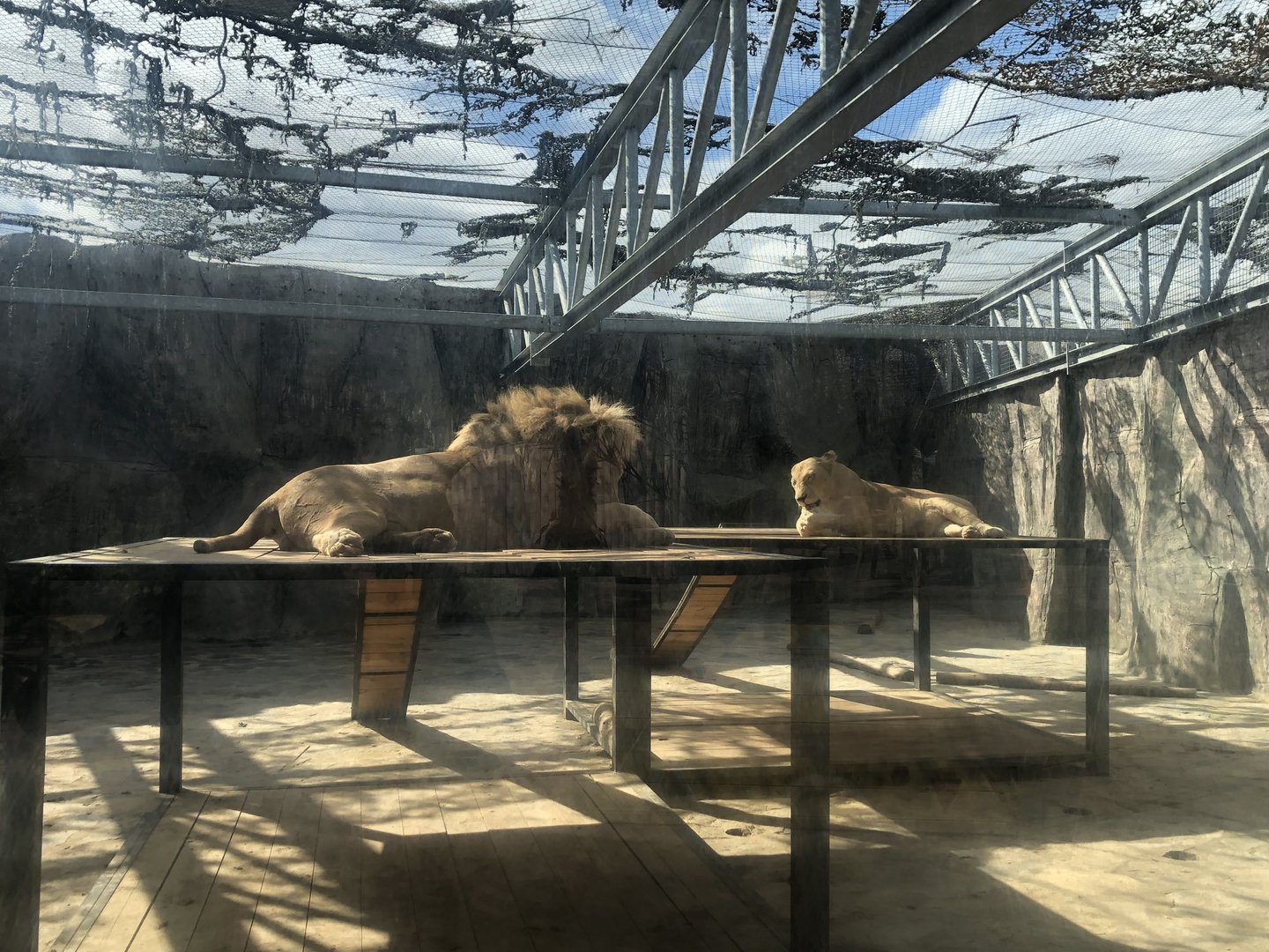 White Lion Enclosure at Aslan Park