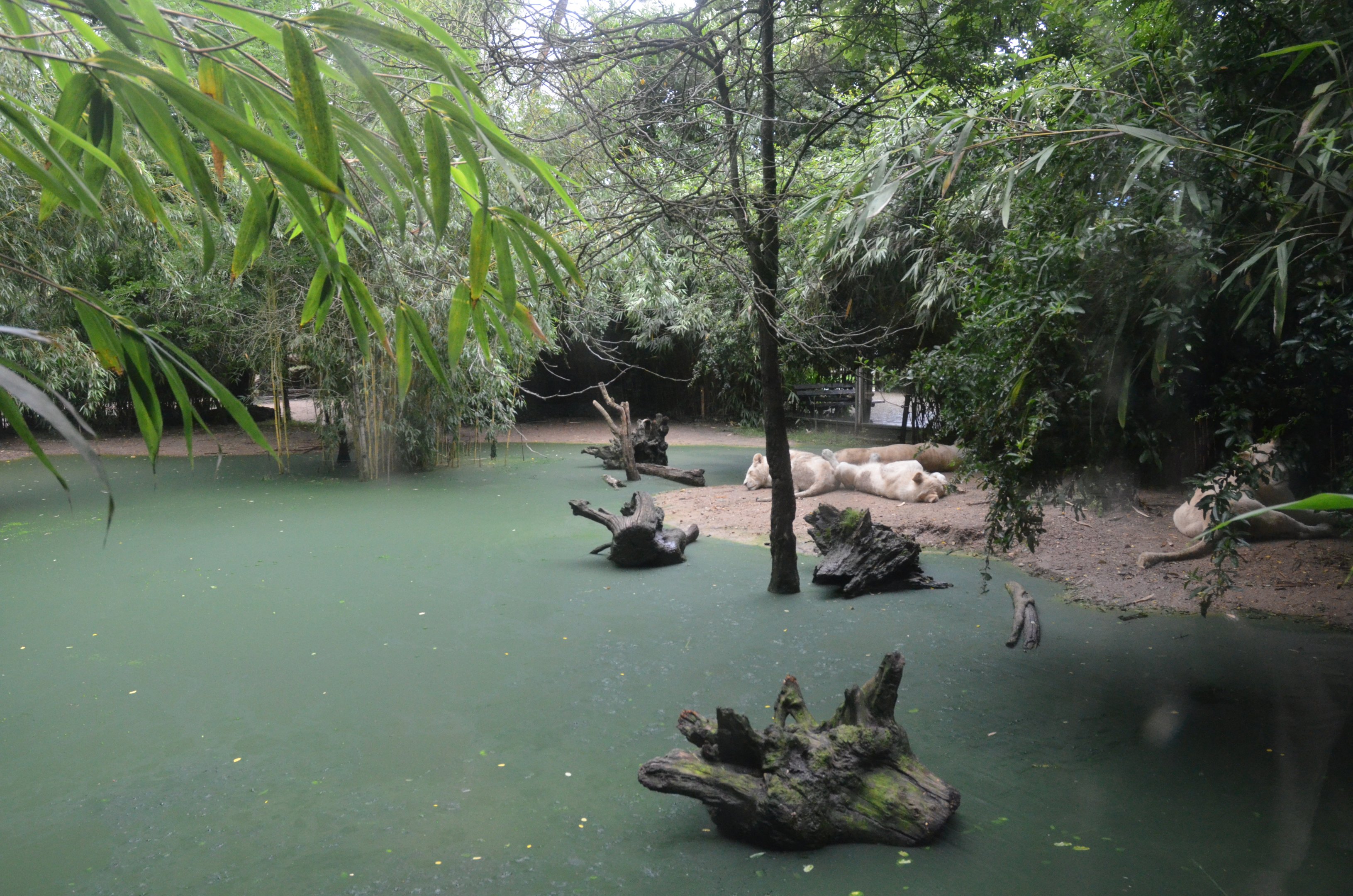 White Lion Enclosure at La Flèche, 11/06/18