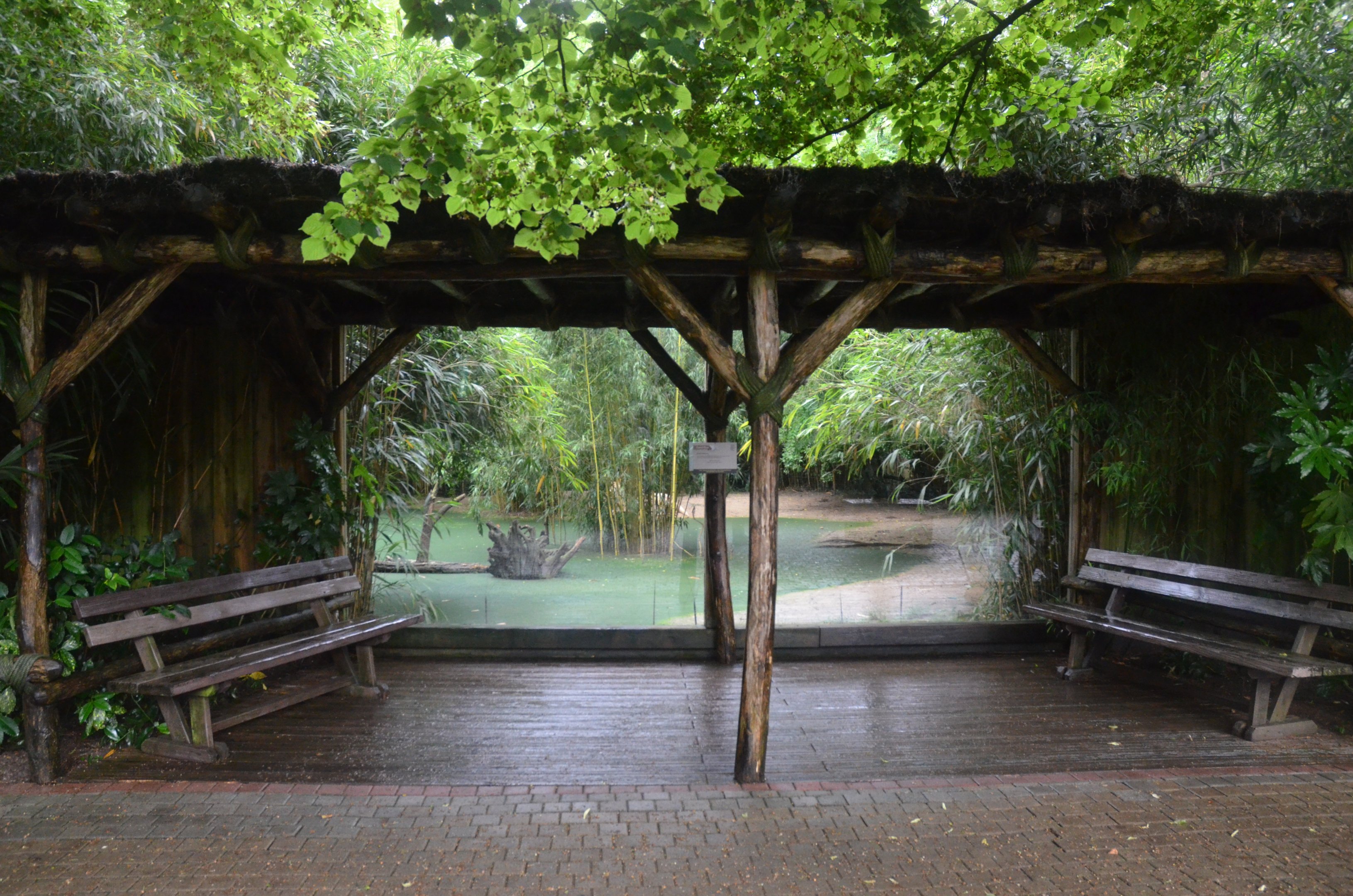 White Lion Enclosure at La Flèche, 11/06/18