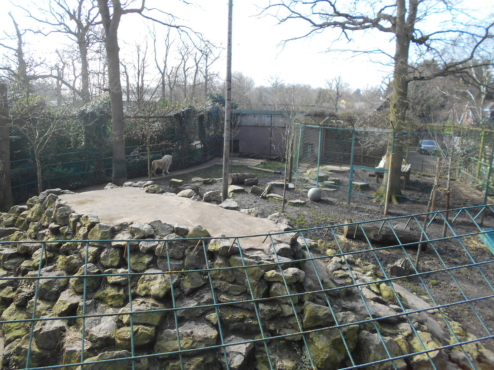 White Lion enclosure - March 11th 2016