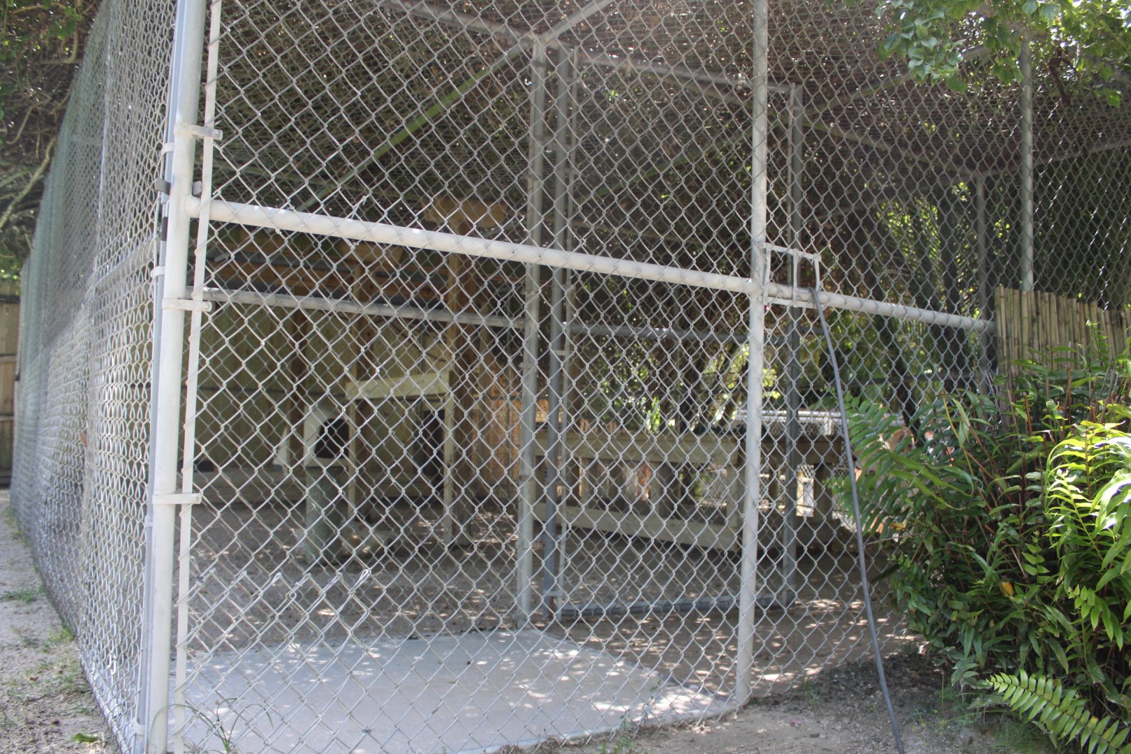White Lion Enclosure - Mccarthy Wildlife Sanctuary