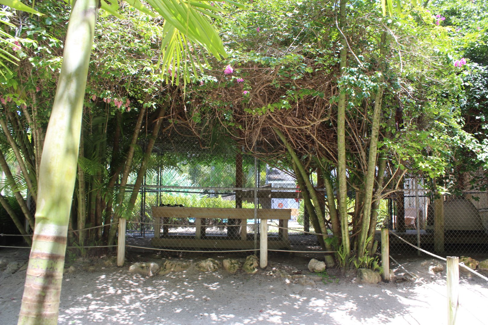 White Lion Enclosure - Mccarthy Wildlife Sanctuary