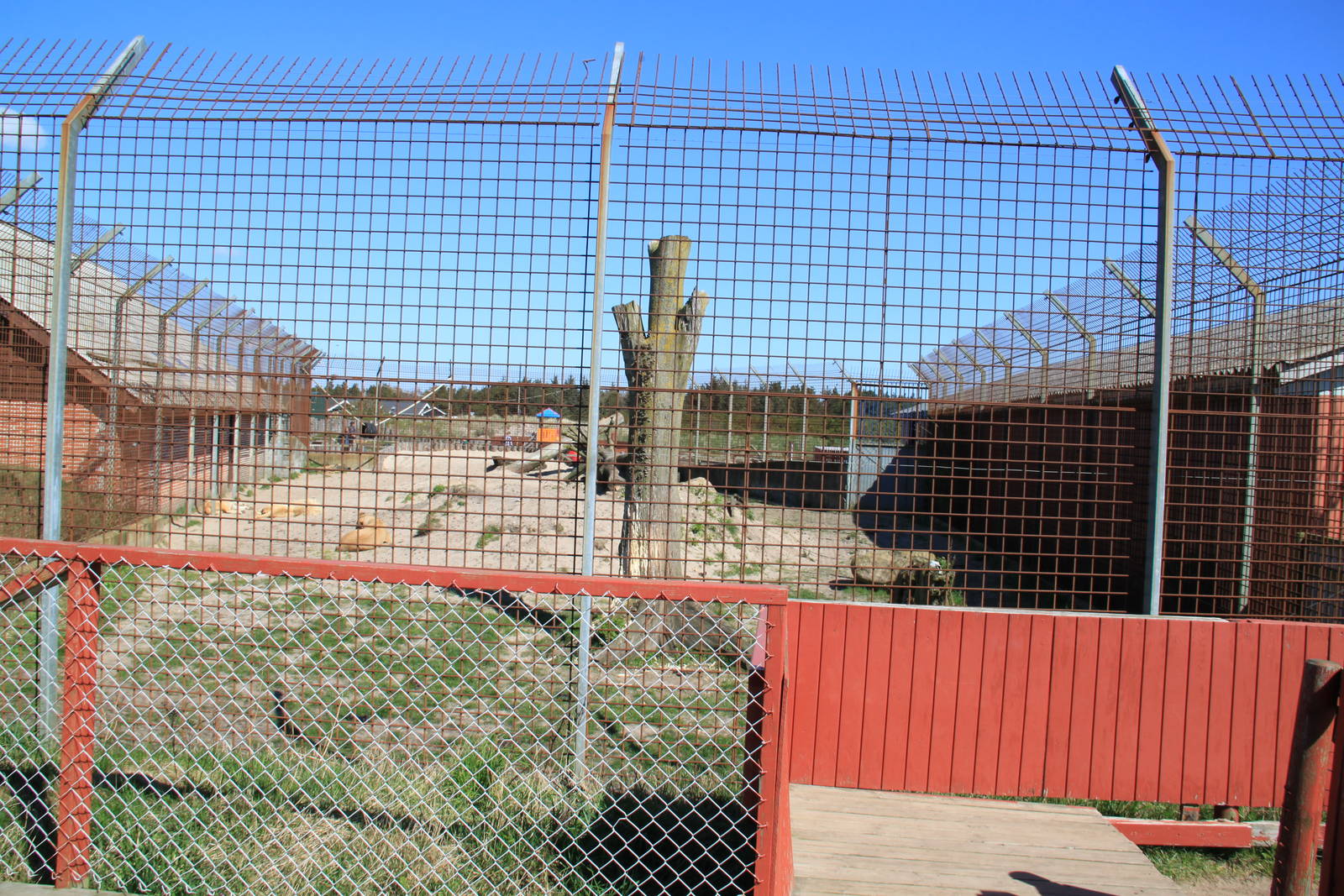White Lion Enclosure