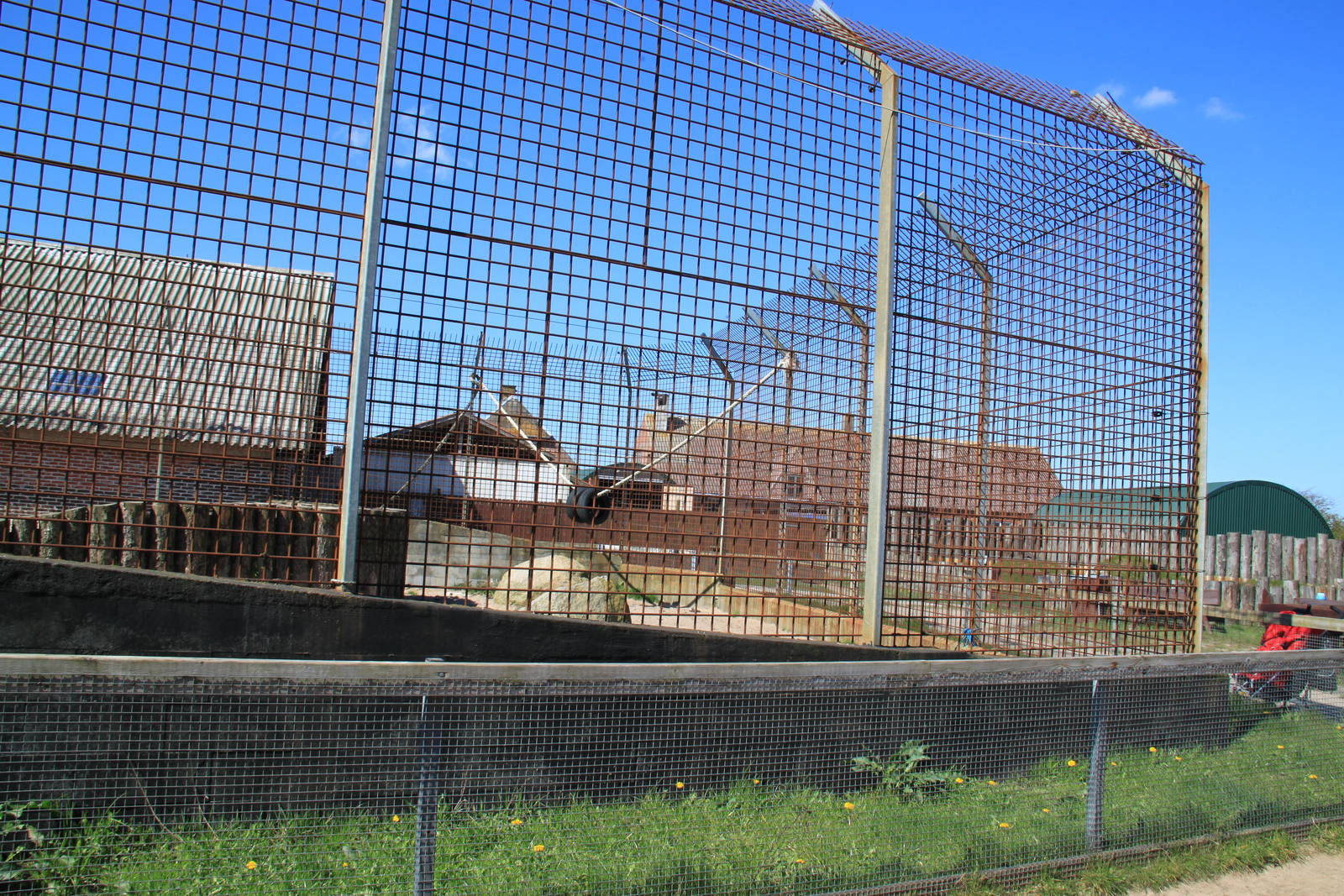 White Lion Enclosure