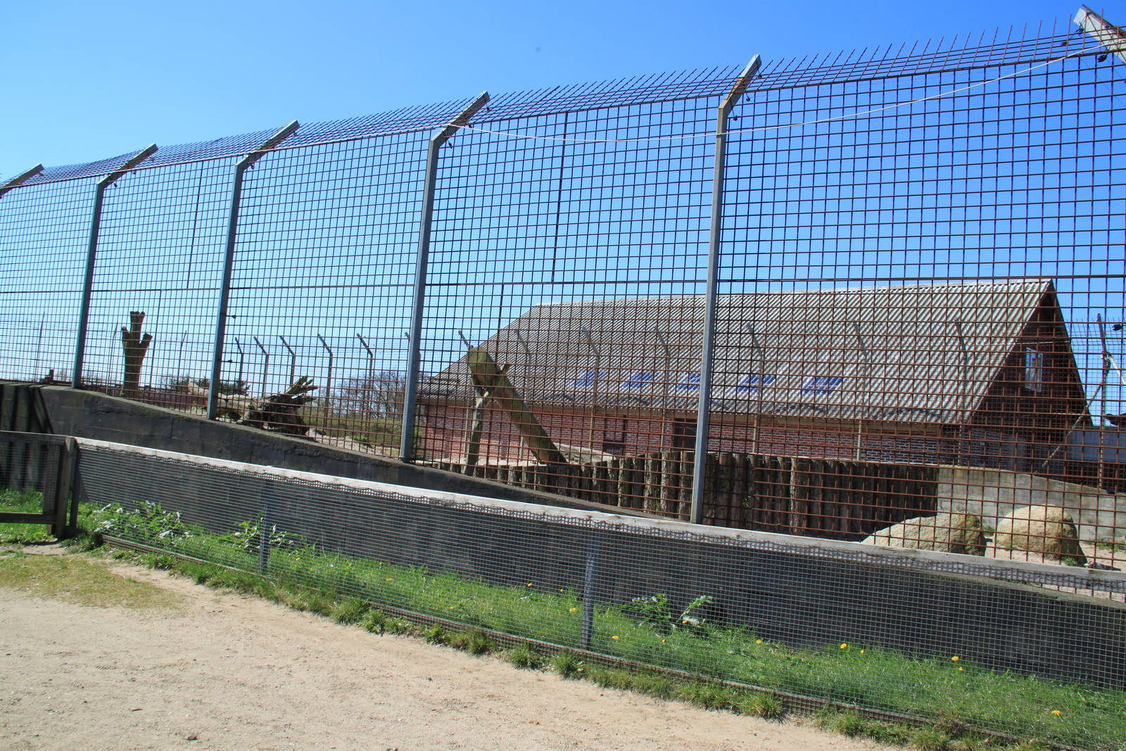 White Lion Enclosure
