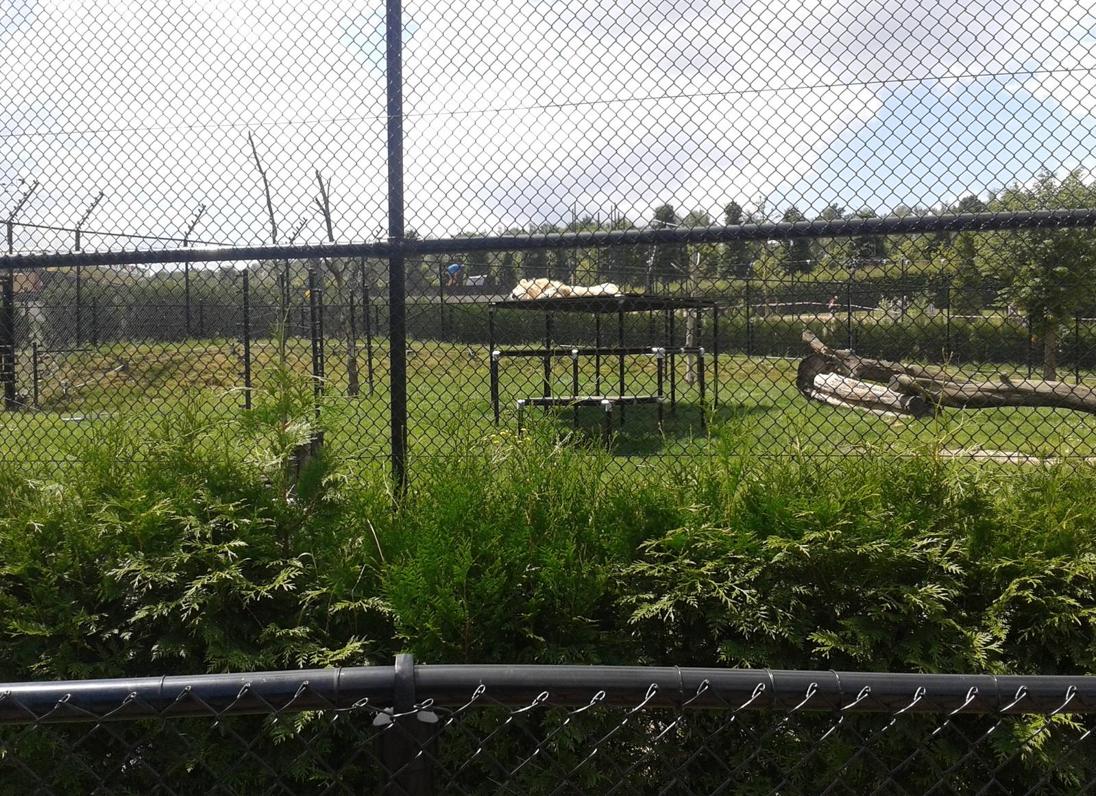 White lion enclosure