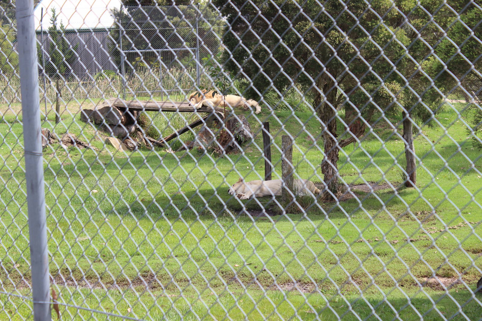 White Lion enclosure